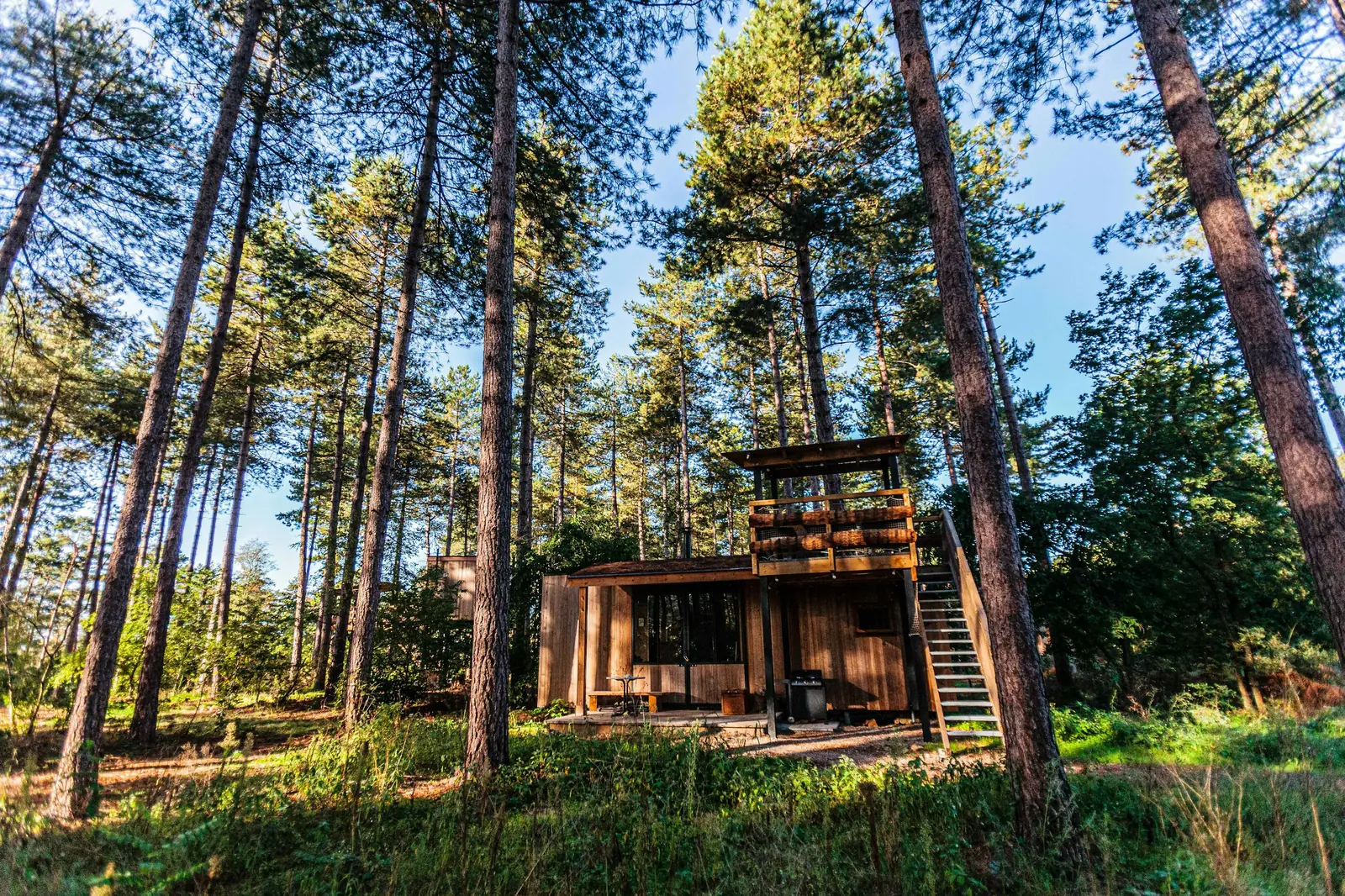 Contemporary wood cottage nestled among tall pines, deep in the forest